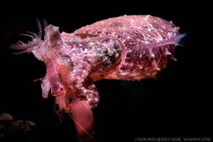 Eating two shrimp by Chun Zhou 